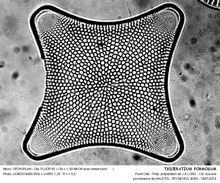 TRICERATIUM FORMOSUM #35797