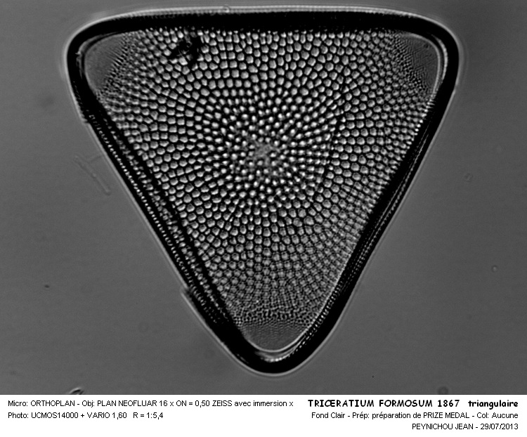 TRICERATIUM FORMOSUM 1867 #32934