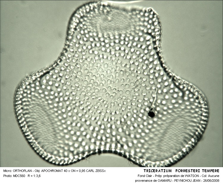 TRICERATIUM FORRESTERI TEMPERE #31526