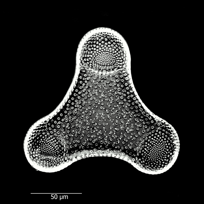 Triceratium fractum #65966