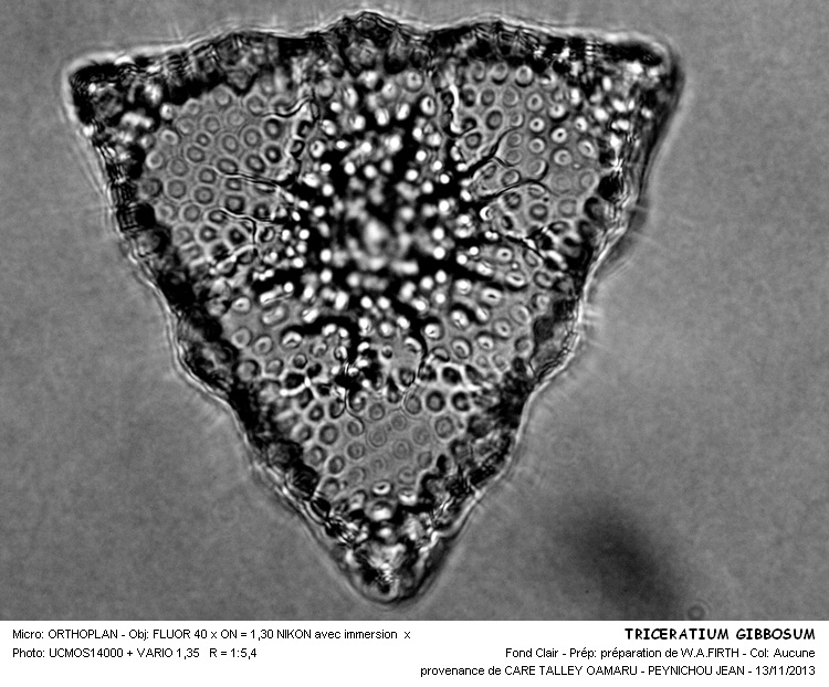 TRICERATIUM GIBBOSUM #34721