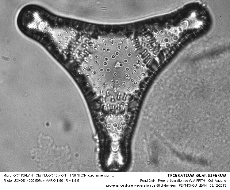 TRICERATIUM GLANDIFERUM #35118