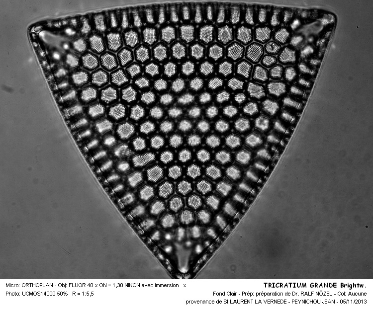 TRICERATIUM GRANDE Brightw. #34624