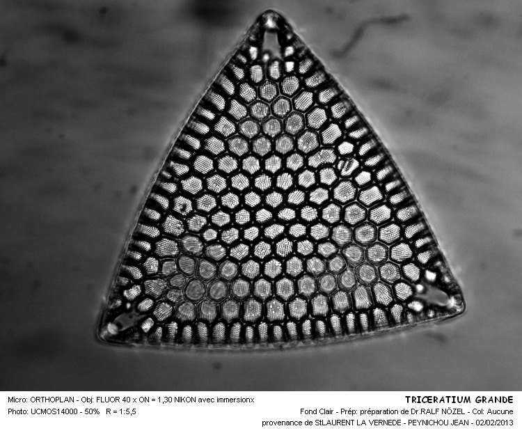 TRICERATIUM GRANDE #29716