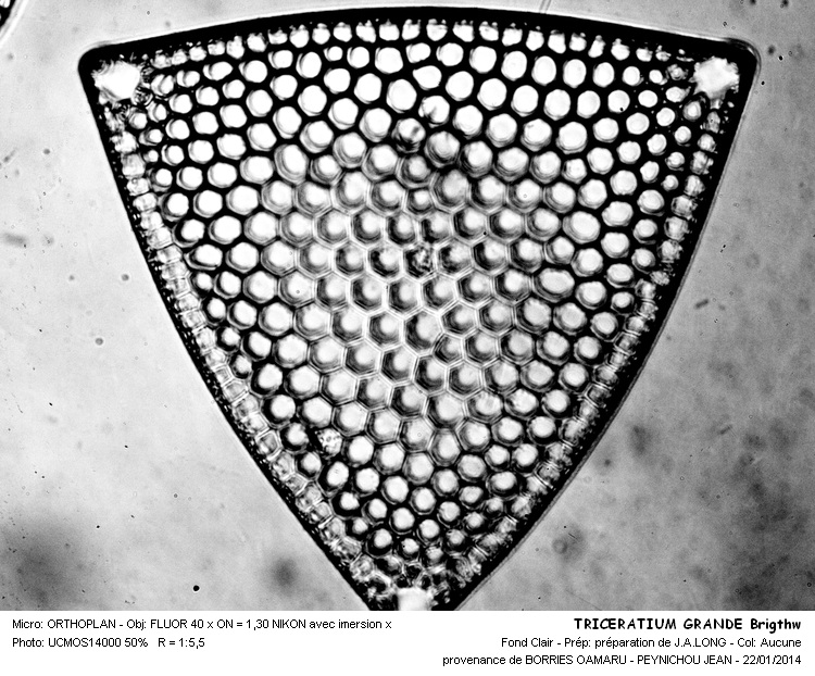 TRICERATIUM GRANDE Brigthw #35893