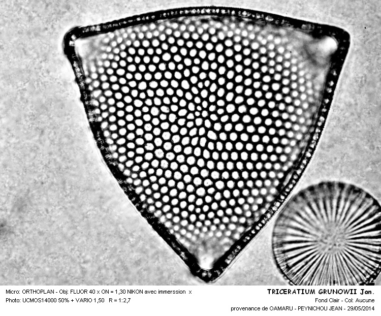 TRICERATIUM GRUNOWII Jan. #37694