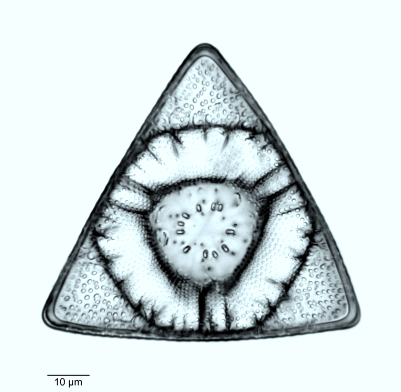 Triceratium hardmanianum #53011