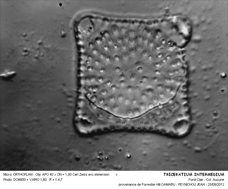 TRICERATIUM INTERMEDIUM #31523