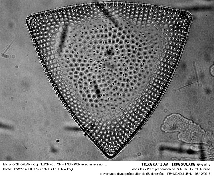 TRICERATIUM IRREGULARE Greville #35125