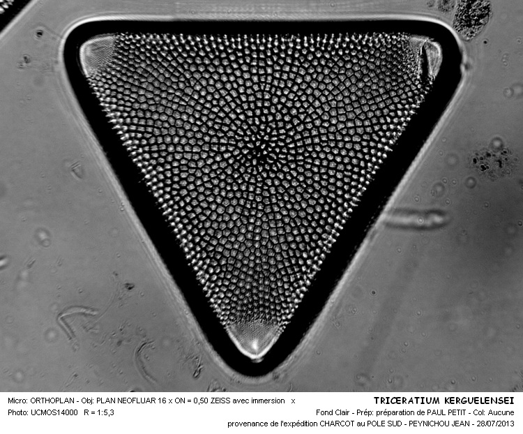 TRICERATIUM KERGUELENSEI #32916