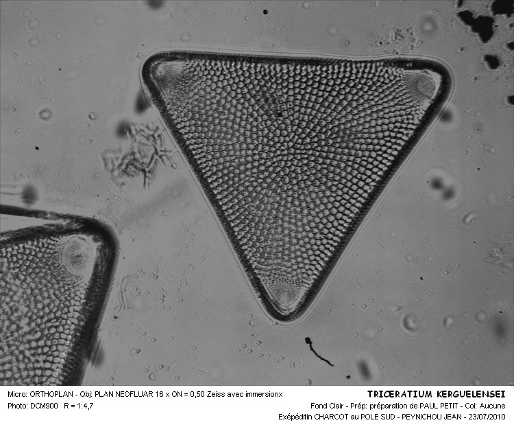 TRICERATIUM KERGUELENSEI #31522