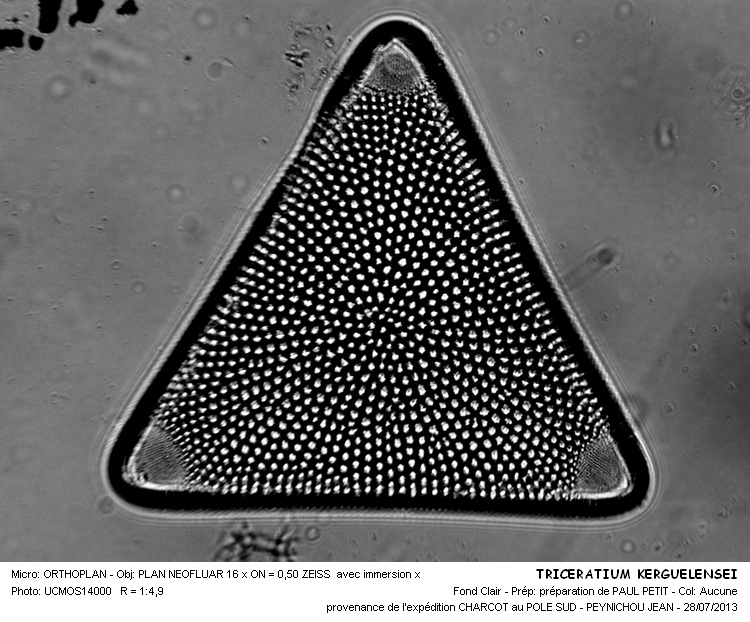 TRICERATIUM KERGUELENSEI #32915