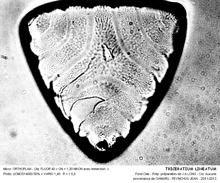 TRICERATIUM LINEATUM #34913