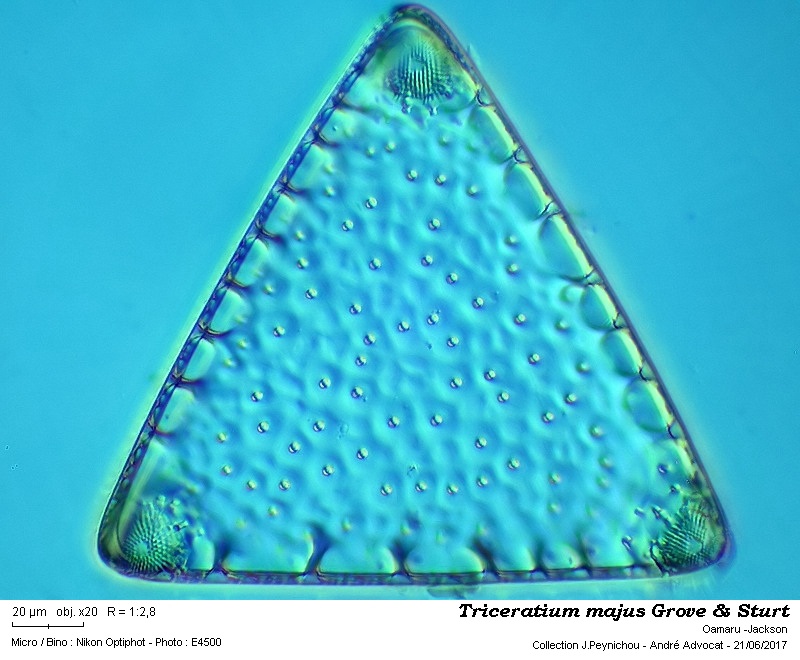 Triceratium majus Grove & Sturt #50365