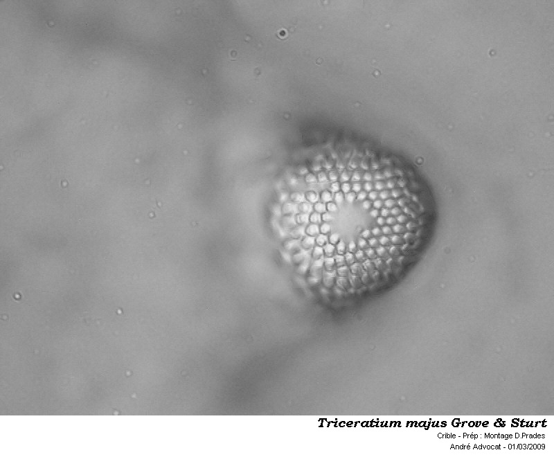 Triceratium majus Grove & Sturt #50366