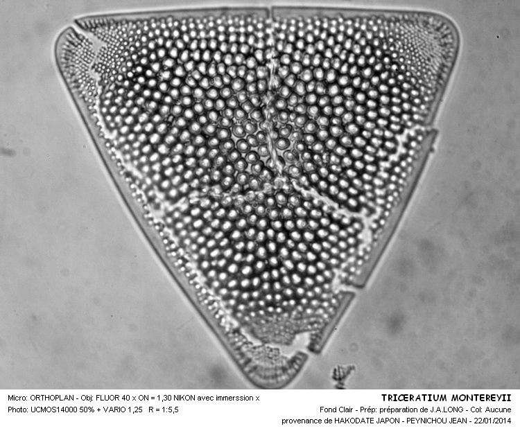 TRICERATIUM MONTEREYII #35867