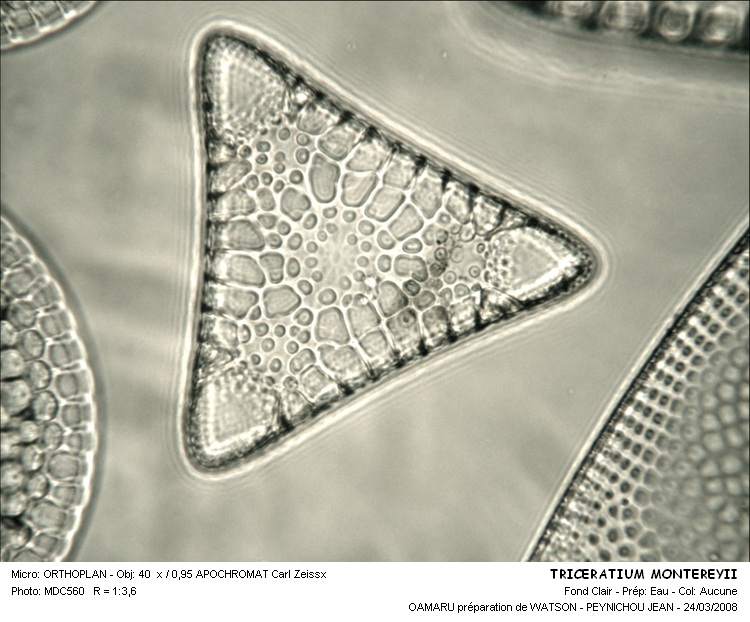 TRICERATIUM MONTEREYII #31520