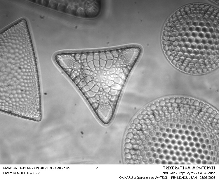 TRICERATIUM MONTEREYII #31518