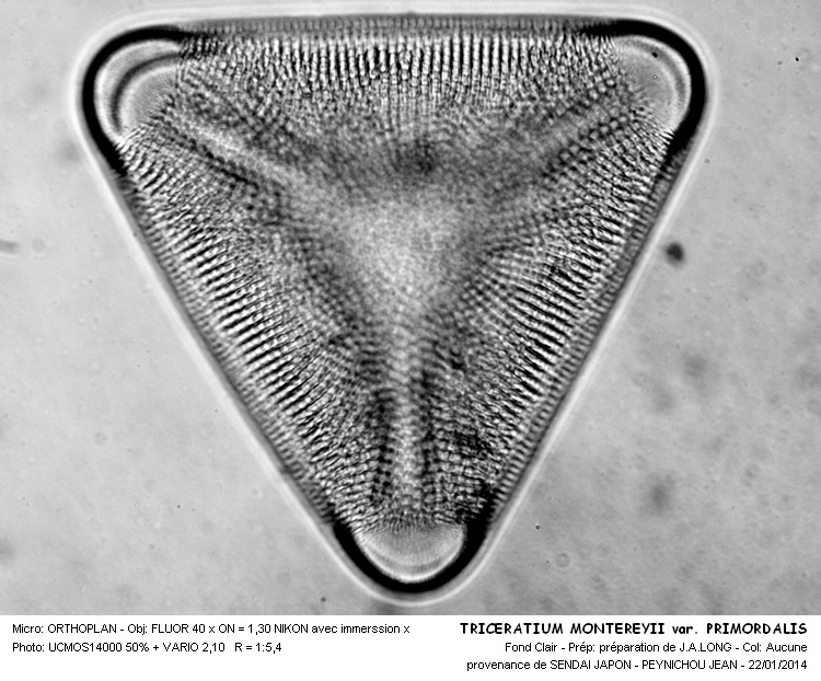 TRICERATIUM MONTEREYII var.PRIMORDALIS #35894
