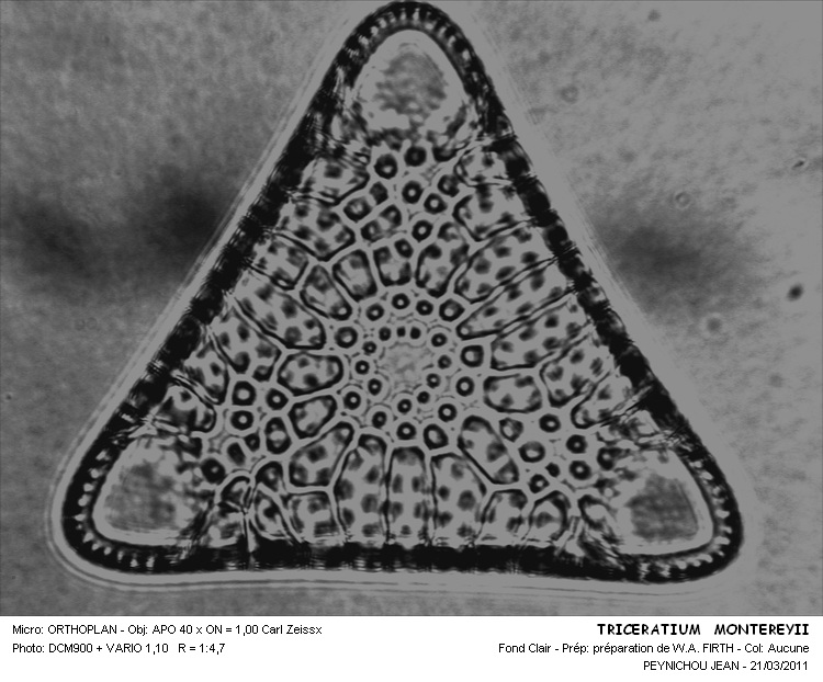 TRICERATIUM MONTEREYII #31521