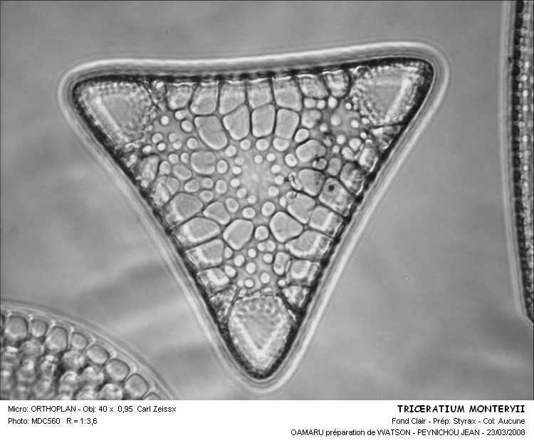 TRICERATIUM MONTEREYII #31517