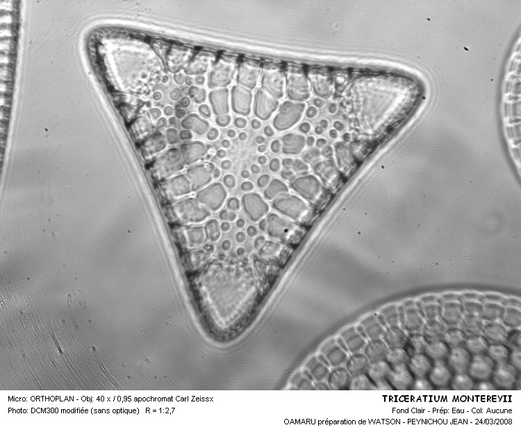 TRICERATIUM MONTEREYII #31519