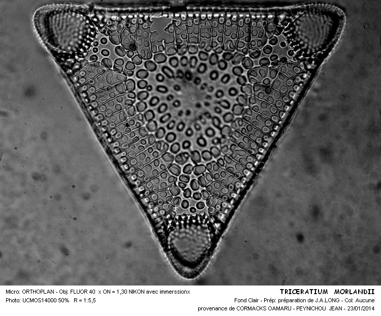 TRICERATIUM MORLANDII #35914