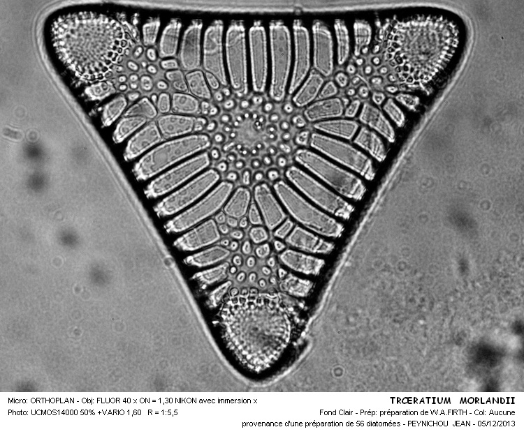 TRICERATIUM MORLANDII #35120