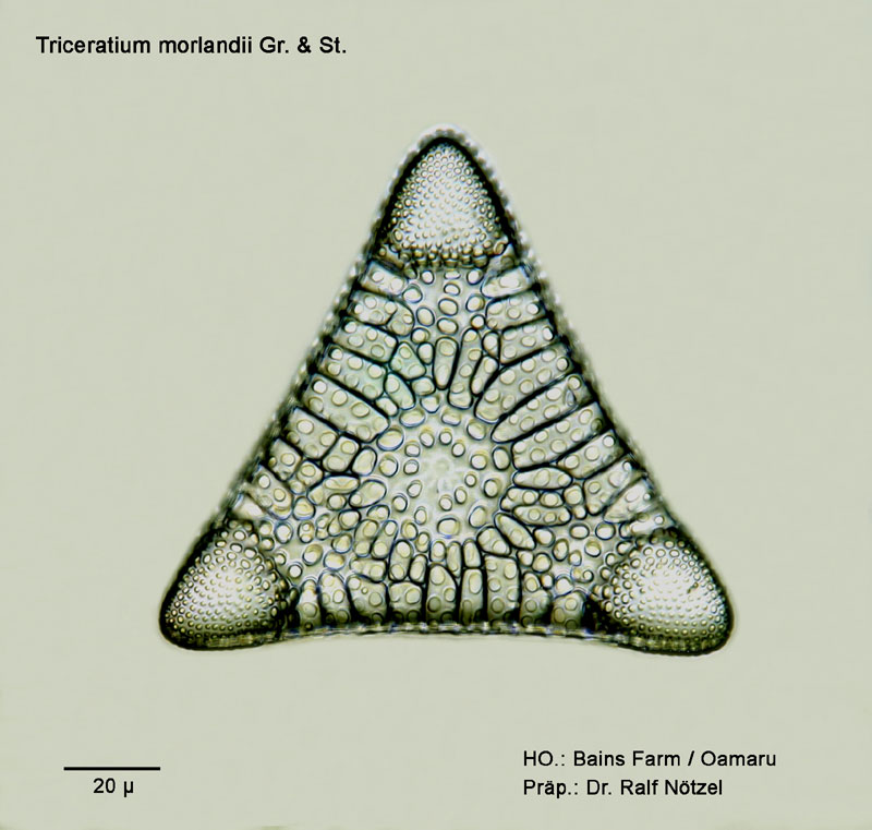 Triceratium morlandii Gr. & St. #10603