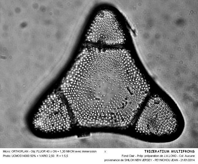TRICERATIUM MULTIFRONS #35861
