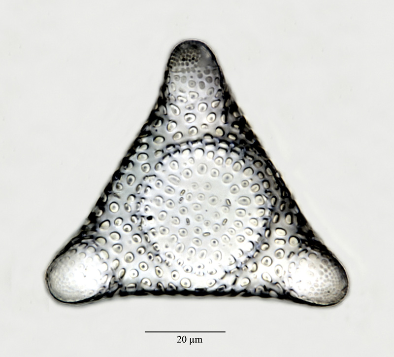 Triceratium nobile Witt #24739