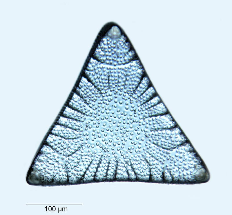 Triceratium novae var. seelandiae #53590