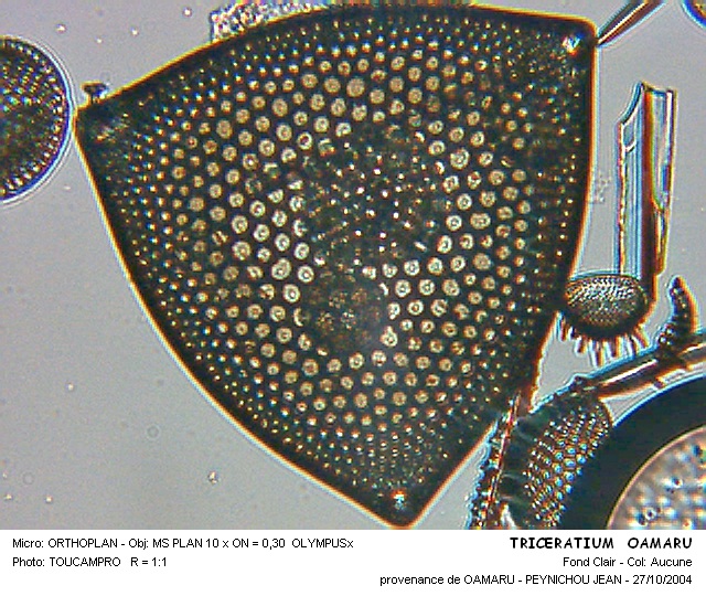 TRICERATIUM OAMARU #31516