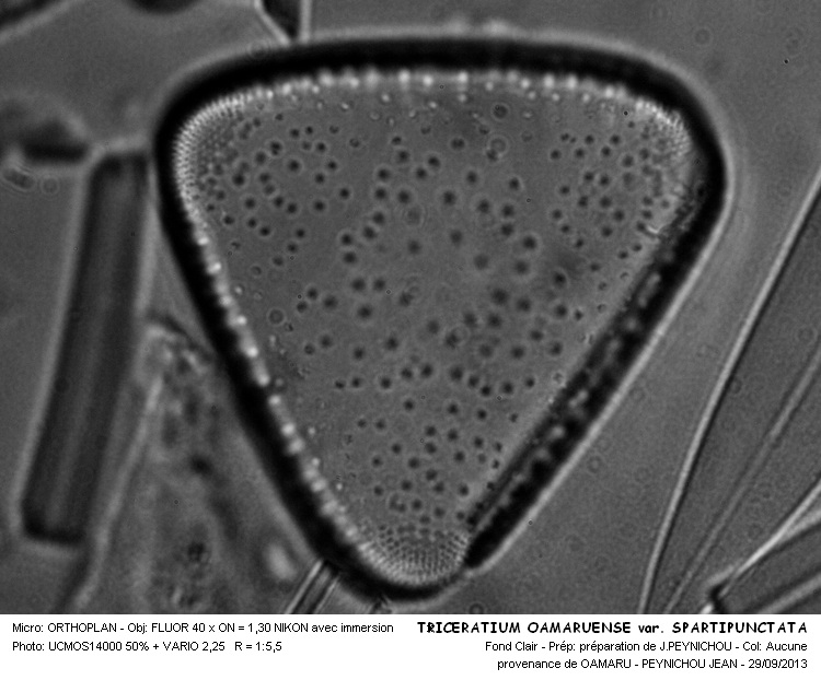 TRICERATIUM OAMARUENSE var. SPARSIPUNCTATA #34004