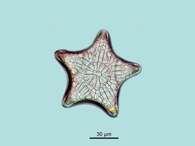 Triceratium pantacrinus #59843
