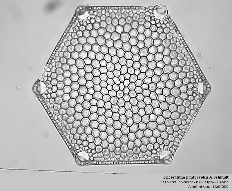 Triceratium pantocsekii A.Schmidt fo.hexagona Pant. #13764