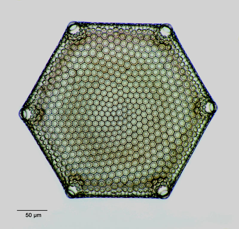 Triceratium Pantoksekii A.S. forma hexagona #15380