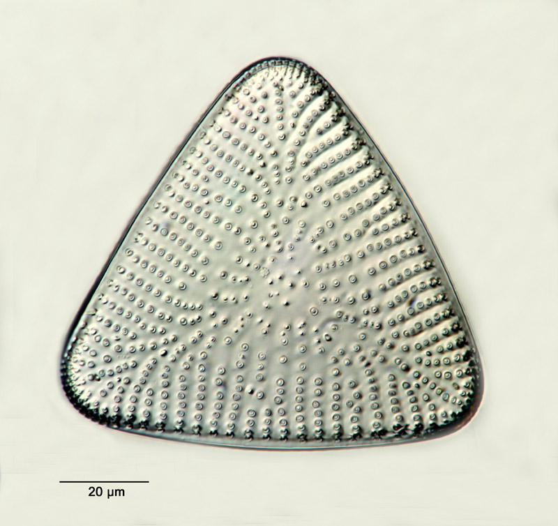 Triceratium parallelum Grev. var. trigona #15383