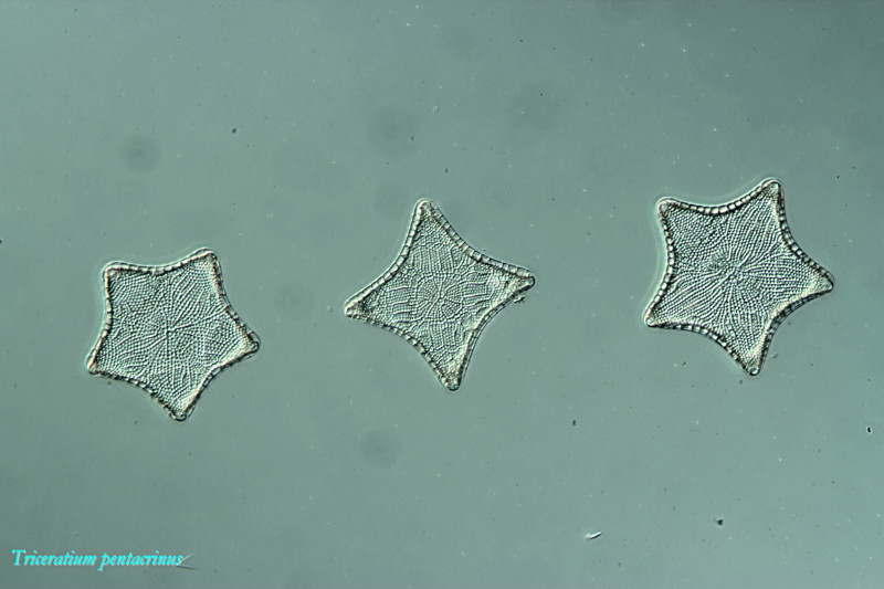 Triceratium pentacrinus #35541