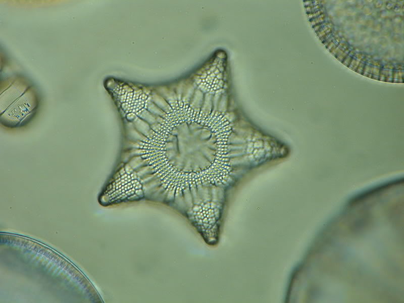 Triceratium pentacrinus #35562