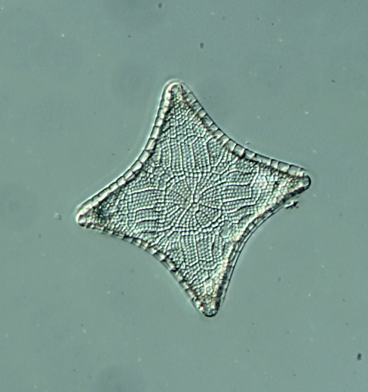 Triceratium pentacrinus #35570