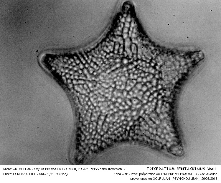TRICERATIUM PENTACRINUS Wall. #41984