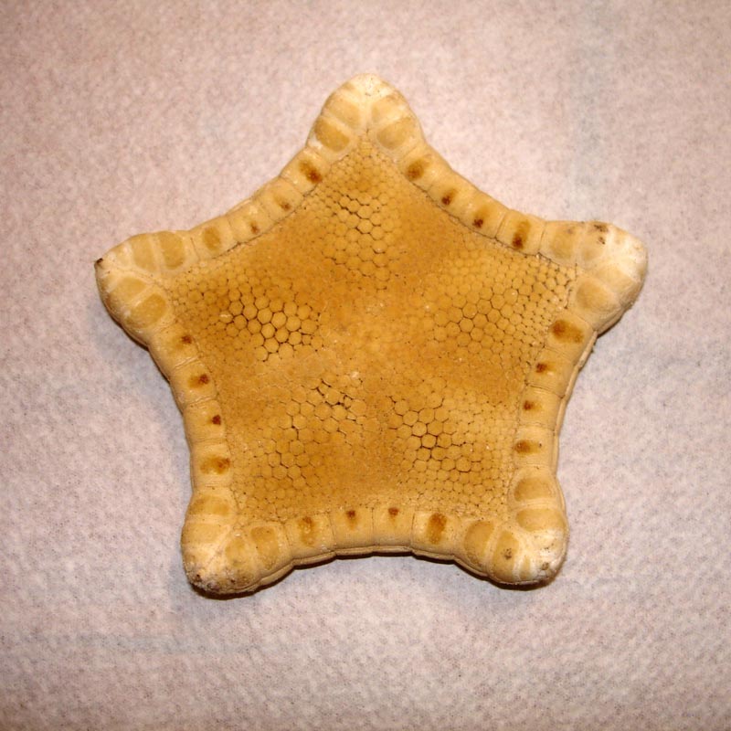 Triceratium pentacrinus #35544