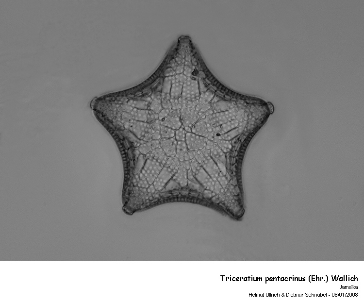 Triceratium pentacrinus (Ehr.) Wallich #1989