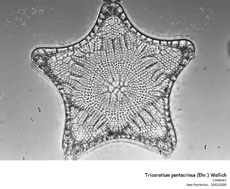 Triceratium pentacrinus (Ehr.) Wallich #8338