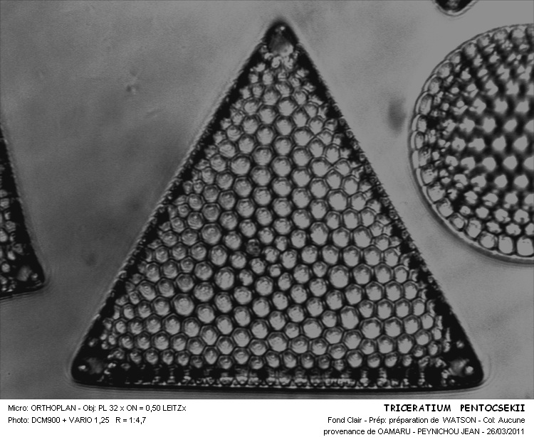 TRICERATIUM PENTICSEKII #31515