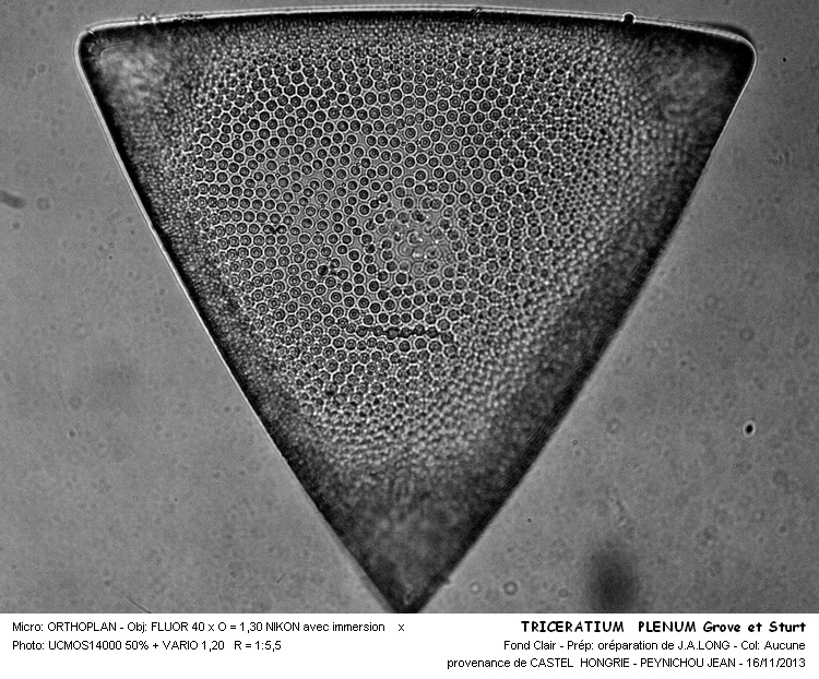 TRICERATIUM PLENUM Grove et Sturt #34761
