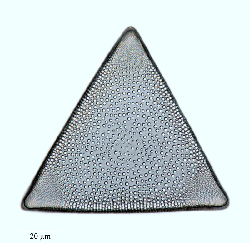 Triceratium plenum #64643