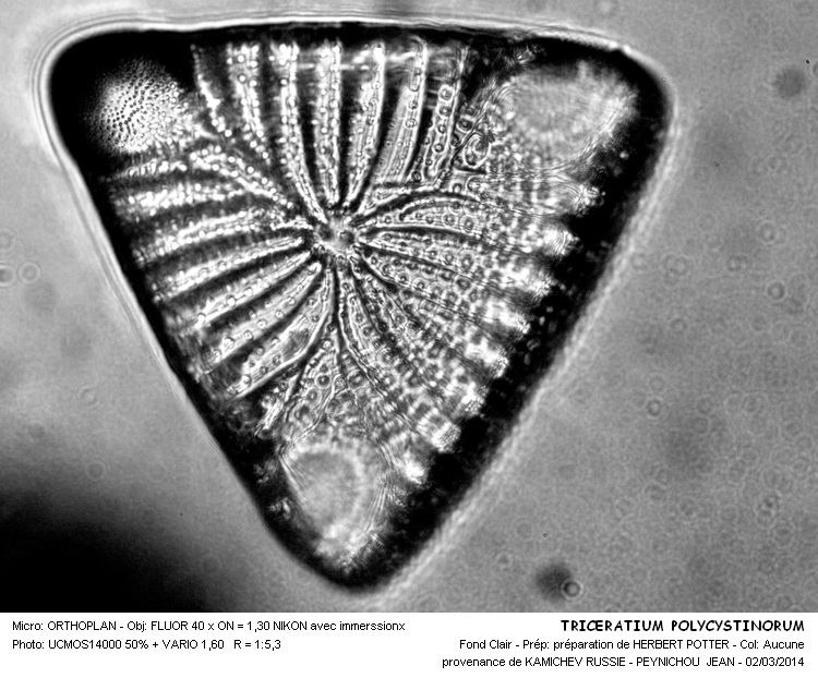 Triceratium polycystinorum  Pantocsek #36588