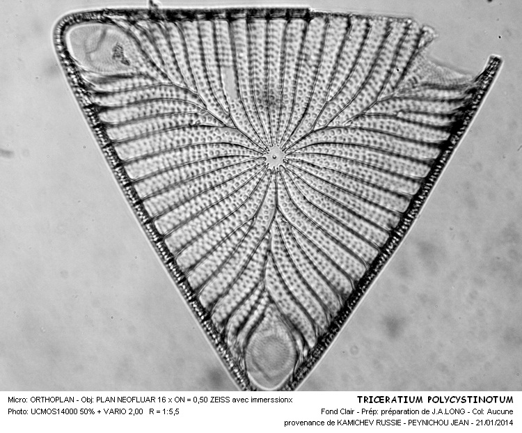 Triceratium polycystinorum  Pantocsek #35840